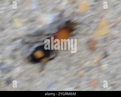 Four-spotted Velvet Ant (Dasymutilla quadriguttata) Stock Photo