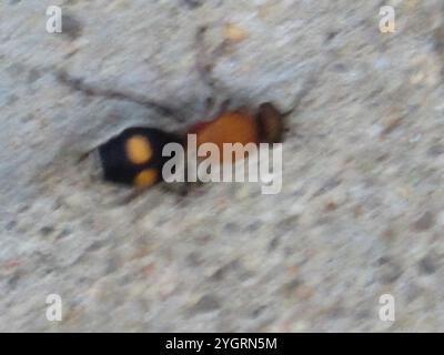 Four-spotted Velvet Ant (Dasymutilla quadriguttata) Stock Photo