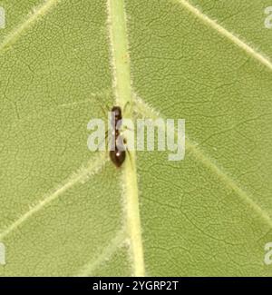 Slender Ant-mimic Jumping Spider (Synemosyna formica) Stock Photo