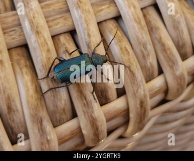 Violet tanbark beetle (Callidium violaceum) Stock Photo