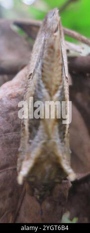 Dot-underwing Moth (Eudocima materna) Stock Photo