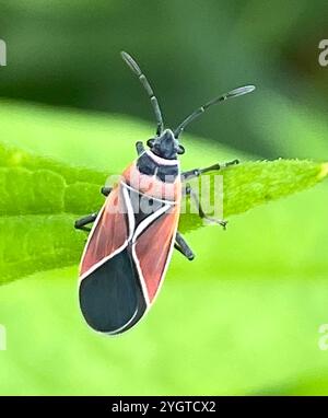 White-crossed Seed Bug (Neacoryphus bicrucis Stock Photo - Alamy