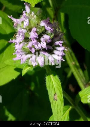 downy pagoda plant (Blephilia ciliata) Stock Photo