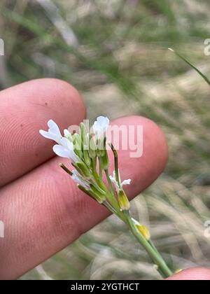 drummond's rockcress (Boechera stricta Stock Photo - Alamy