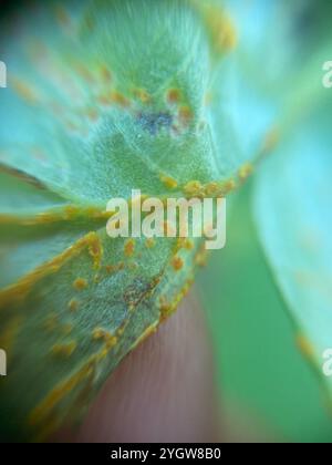 Red Raspberry Yellow Rust (Phragmidium rubi-idaei Stock Photo - Alamy