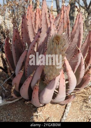 Aloe claviflora hi-res stock photography and images - Alamy