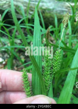 eastern rough sedge (Carex scabrata) Stock Photo