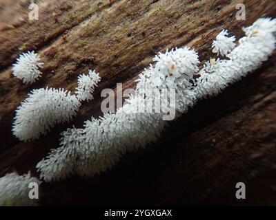 Honeycomb Coral Slime Mold (Ceratiomyxa fruticulosa) Stock Photo