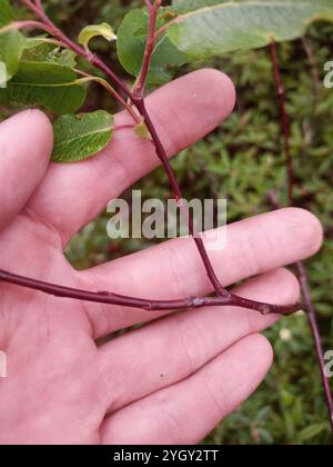 Balsam Willow (Salix pyrifolia) Stock Photo