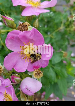 Apine Bees (Apinae Stock Photo - Alamy