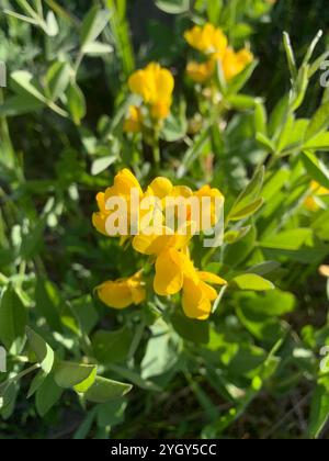 Golden bean (Thermopsis rhombifolia) Stock Photo