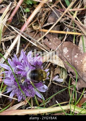 Heath Bumble Bee (Bombus jonellus) Stock Photo