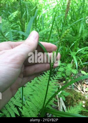 eastern rough sedge (Carex scabrata) Stock Photo