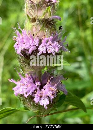 downy pagoda plant (Blephilia ciliata) Stock Photo