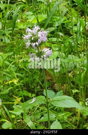 downy pagoda plant (Blephilia ciliata) Stock Photo