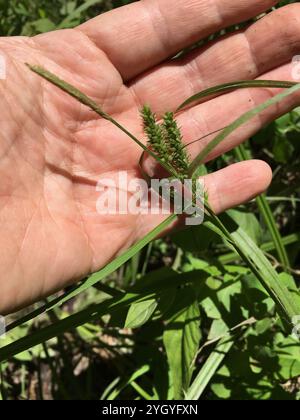 eastern rough sedge (Carex scabrata) Stock Photo