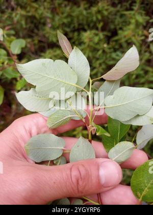 Balsam Willow (Salix pyrifolia) Stock Photo