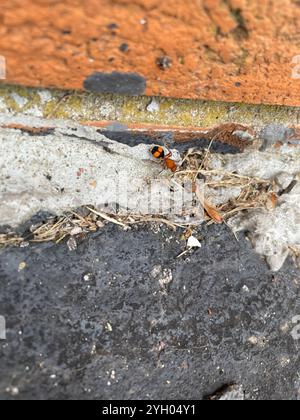 Four-spotted Velvet Ant (Dasymutilla quadriguttata) Stock Photo