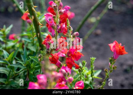 Pink and red Antirrhinum known as dragon flower or snapdragon Stock Photo