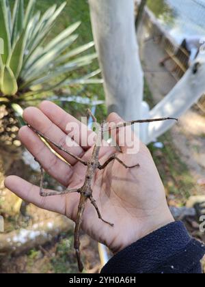 Brazilian Giant Stick Insect (Cladomorphus phyllinus) Stock Photo