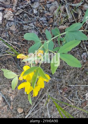 Golden bean (Thermopsis rhombifolia) Stock Photo