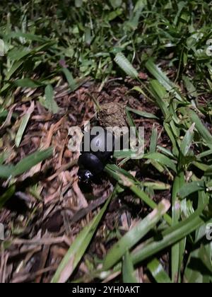 Humpback Dung Beetle (Deltochilum gibbosum) Stock Photo