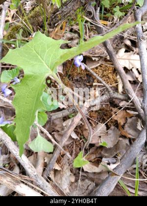 white rattlesnake root (Nabalus albus Stock Photo - Alamy