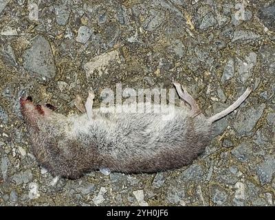 North American Least Shrew (Cryptotis parvus) Stock Photo