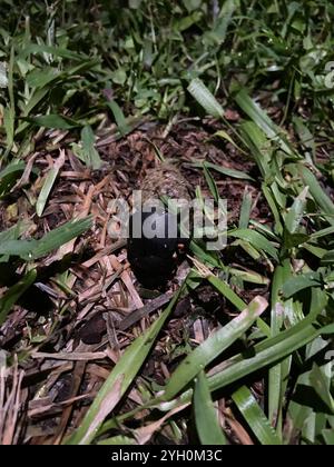 Humpback Dung Beetle (Deltochilum gibbosum) Stock Photo