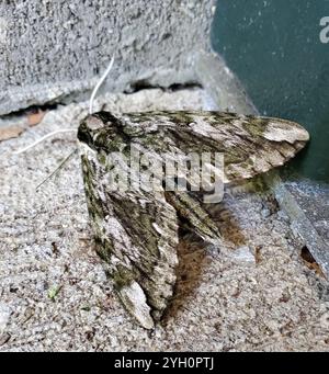 Hagen's Sphinx (Ceratomia hageni) Stock Photo