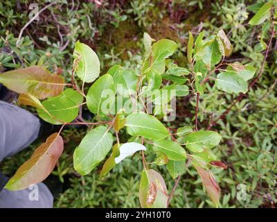 Balsam Willow (Salix pyrifolia) Stock Photo