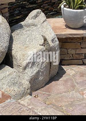 Cape Spiny-tailed Iguana (Ctenosaura hemilopha) Stock Photo
