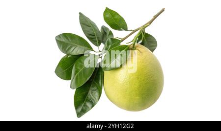 Fresh Pummelo with leaves isolated on white background Stock Photo