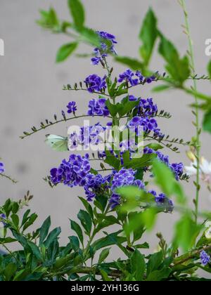 White butterfly on Duranta Repens purple flowering shrub in bloom, commonly known as Geisha Girl plant Stock Photo