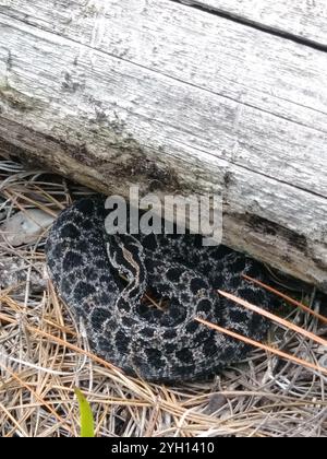 Dusky Pygmy Rattlesnake (Sistrurus miliarius barbouri) Stock Photo