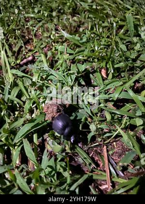 Humpback Dung Beetle (Deltochilum gibbosum) Stock Photo