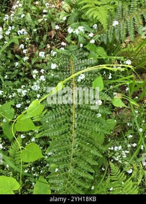 Braun's holly fern (Polystichum braunii Stock Photo - Alamy