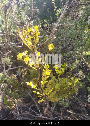 celery pine (Phyllocladus trichomanoides Stock Photo - Alamy