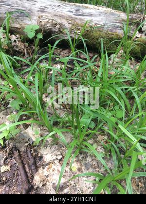 eastern rough sedge (Carex scabrata) Stock Photo