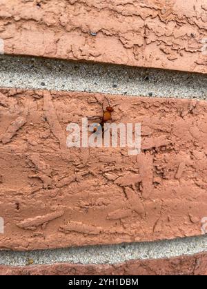 Four-spotted Velvet Ant (Dasymutilla quadriguttata) Stock Photo