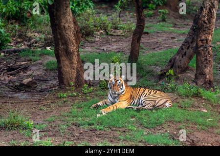 wild bengal male tiger panthera tigris sitting full face eye contact in natural green background winter season safari sariska national park india Stock Photo