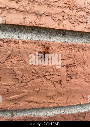 Four-spotted Velvet Ant (Dasymutilla quadriguttata) Stock Photo
