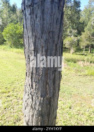 swamp box (Lophostemon suaveolens Stock Photo - Alamy