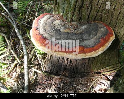 Phellopsis Eastern Ironclad Beetle (Phellopsis obcordata Stock Photo - Alamy