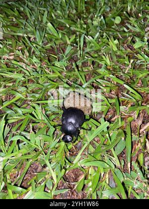 Humpback Dung Beetle (Deltochilum gibbosum) Stock Photo