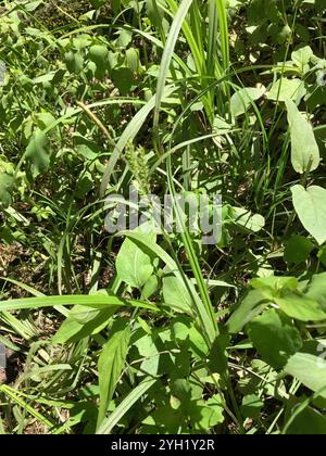 eastern rough sedge (Carex scabrata) Stock Photo