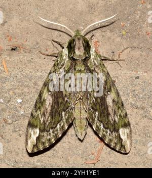 Hagen's Sphinx (Ceratomia hageni) Stock Photo