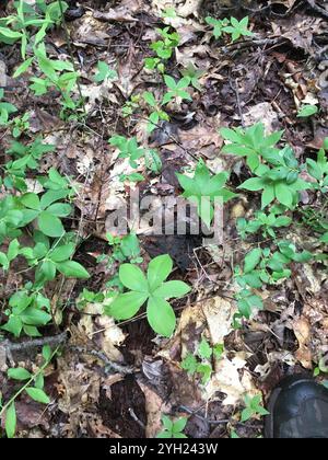 Large Whorled Pogonia (Isotria verticillata) Stock Photo