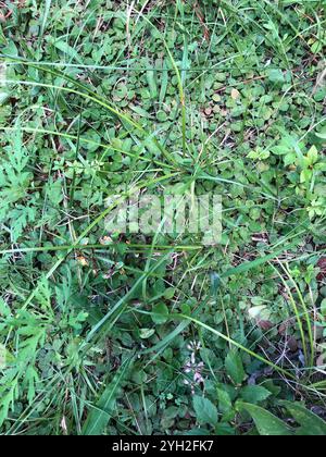 downy pagoda plant (Blephilia ciliata) Stock Photo