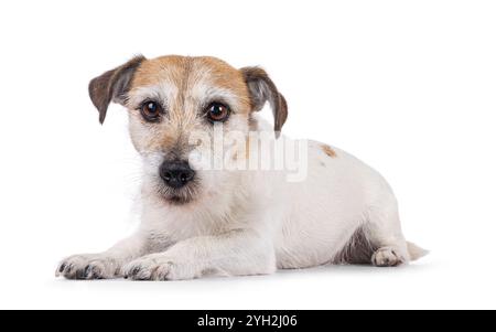 Cute old Jack Russell dog, laying down side ways. Looking straight to camera. Isolated on a white background. Stock Photo